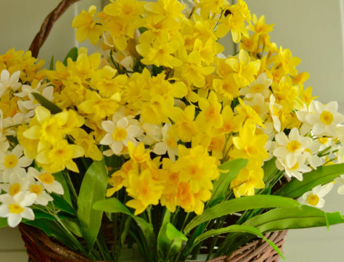 Easy Daffodil Door Basket