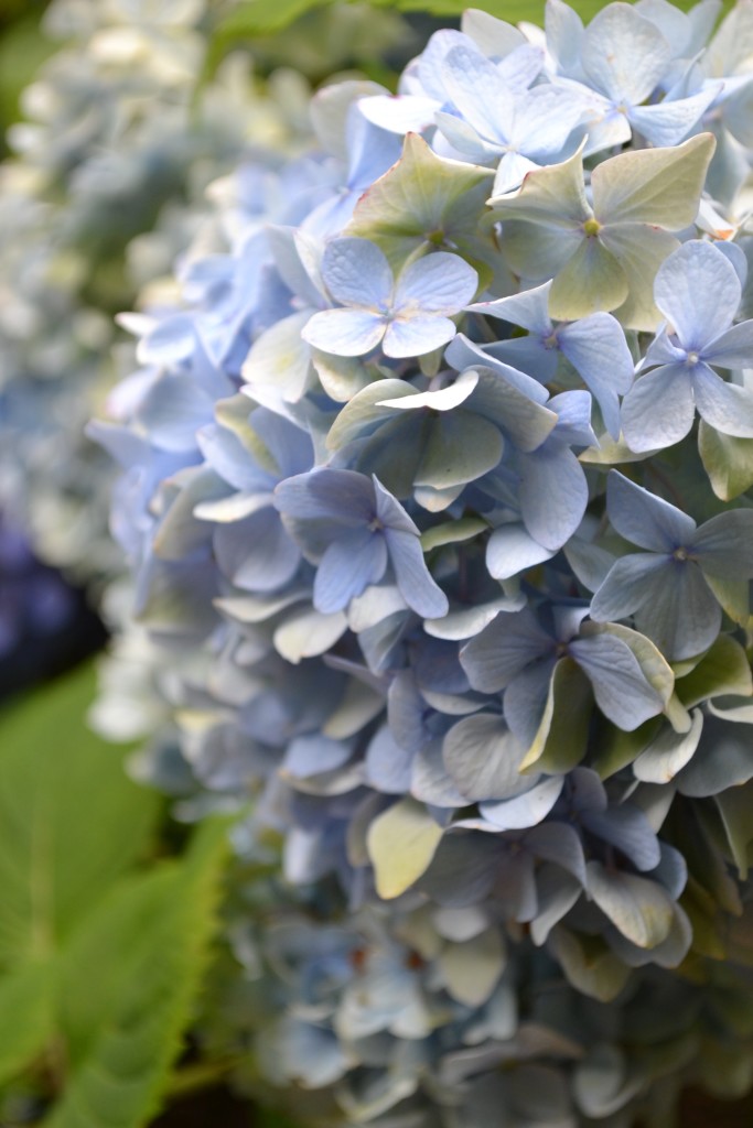 Celebrate Summer with Hydrangeas | New England Home and Garden